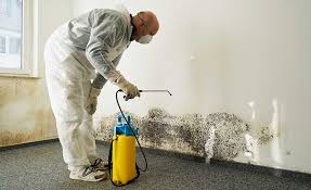 Why You Should Choose Our Mold Remediation Services in Fort Belknap Agency, MT